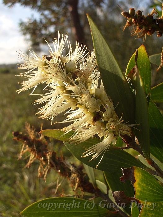 Bottle brush, Red Rock IMGP8619.JPG